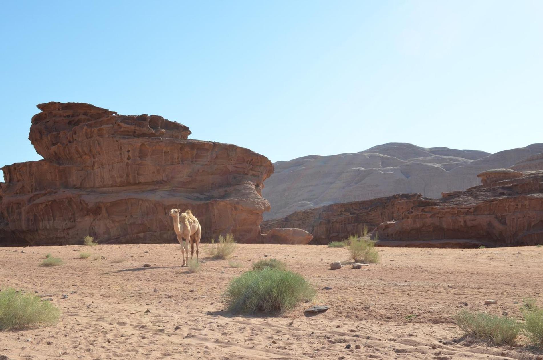 Wadi Rum Mundo Camp Акаба Екстер'єр фото